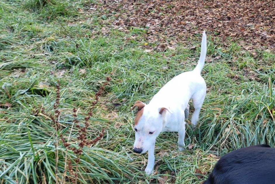 Alerte Découverte Chien croisement  Mâle La Ravoire France