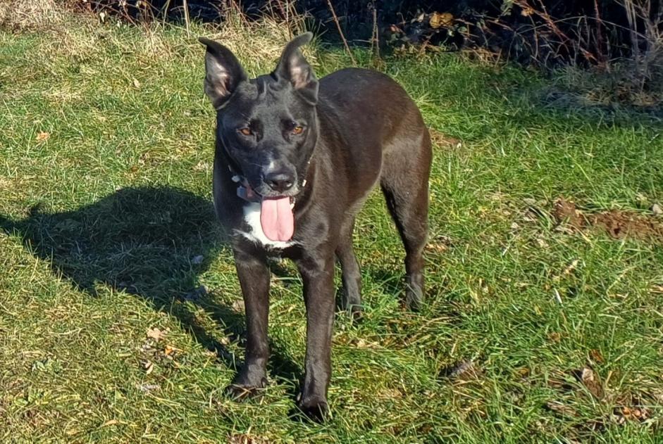 Avviso scomparsa Cane incrocio di razze  Maschio , 5 anni Curienne Francia